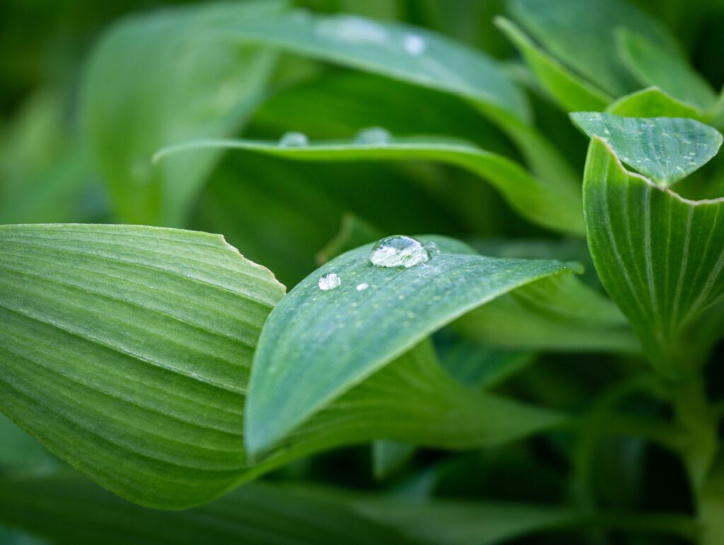 Ein Wassertropfen, der sanft auf einem Blatt ruht, erinnert an die pure Klarheit, die der Lotus Vita Wasserfilter in Ihr Zuhause bringt.